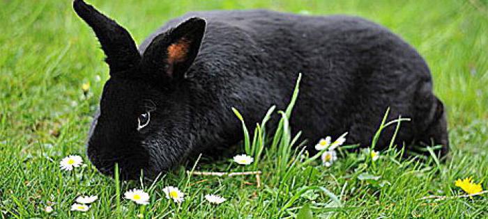 кролик черно бурый фото