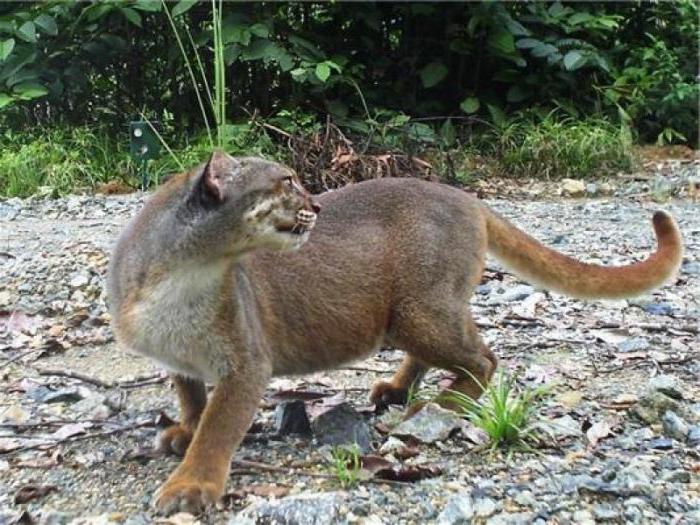 калимантанская кошка среда обитания