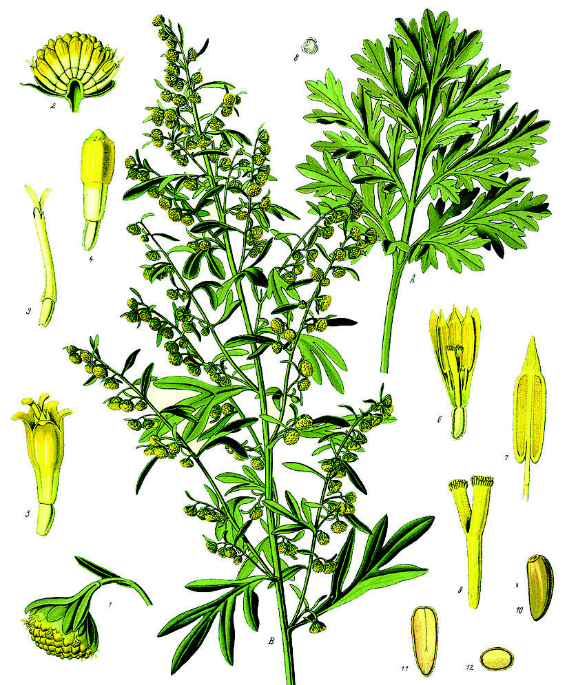 Полынь горькая (Artemisia absinthium)