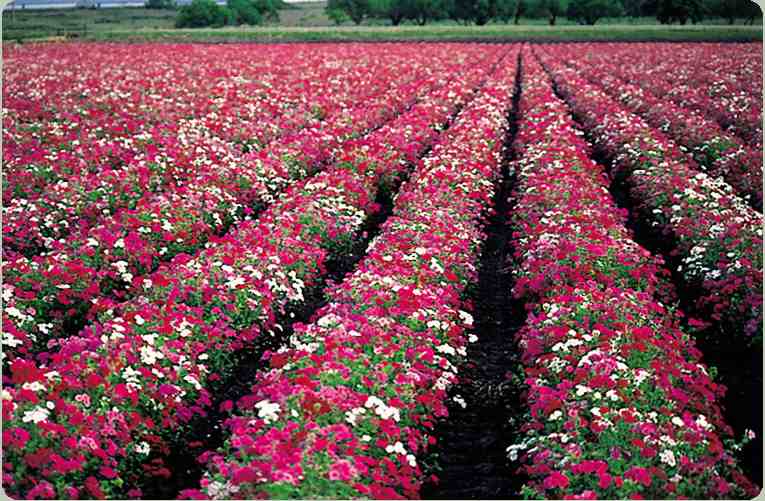 phlox plantation