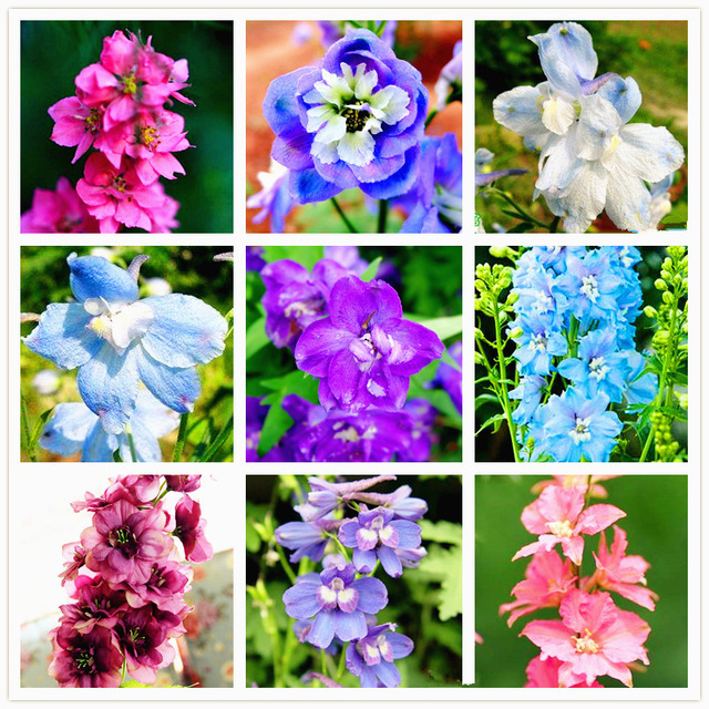 different types of delphiniums