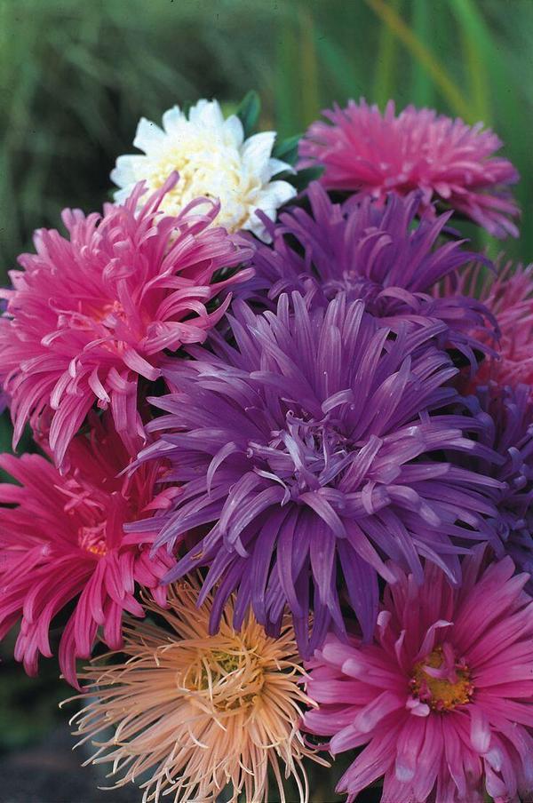 annual asters