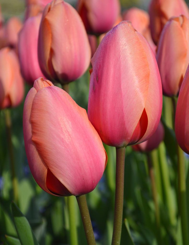 simple tulips