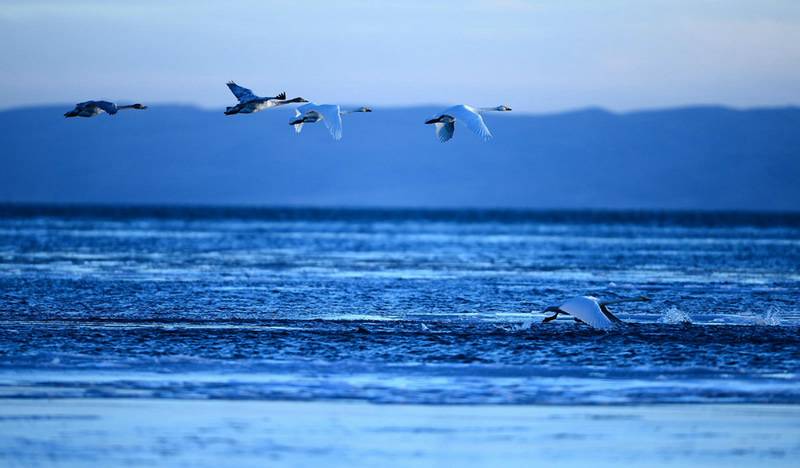 birds over the lake