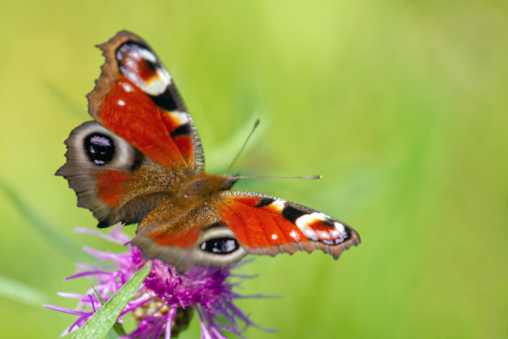 Бабочка павлиний хвост фото