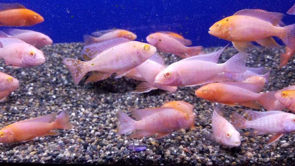 pink cichlids