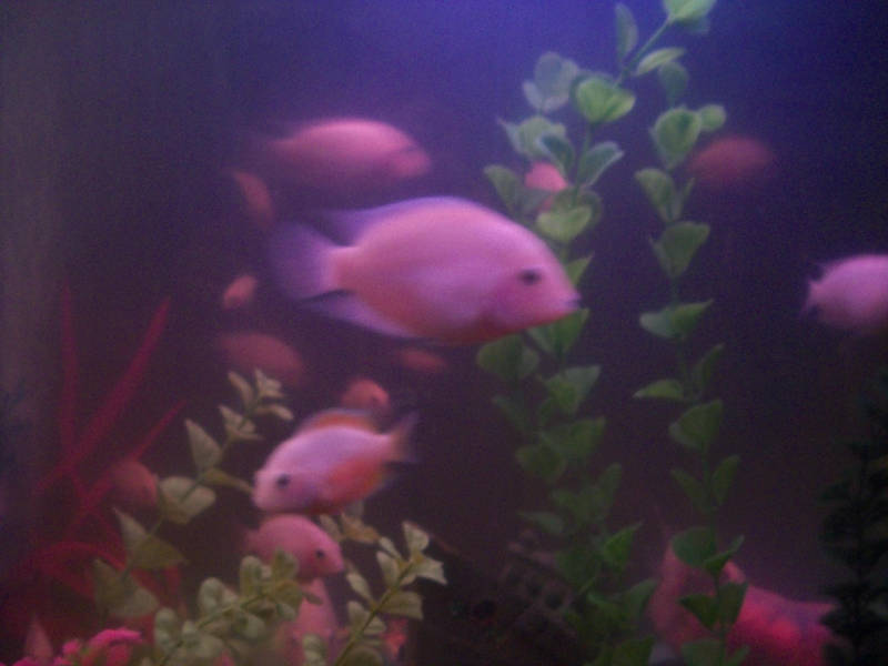 fish in the aquarium