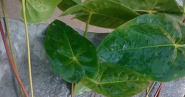 размножение антуриума листьями