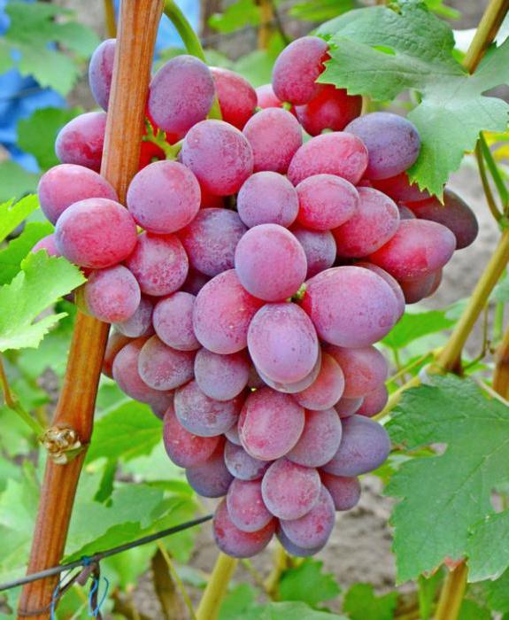 Мерседес виноград описание сорта фото