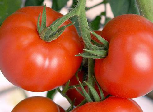 краснобай томат