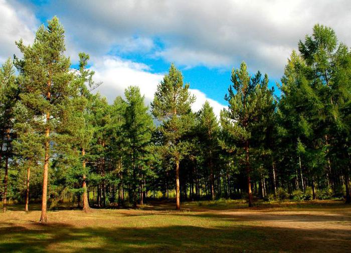 Русский лес ставрополь фото