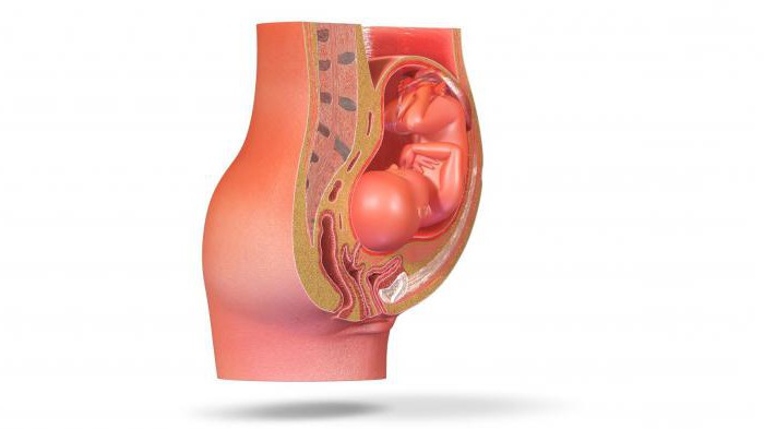 Гипоплазия матки 1 степени можно ли вылечить и как thumbnail