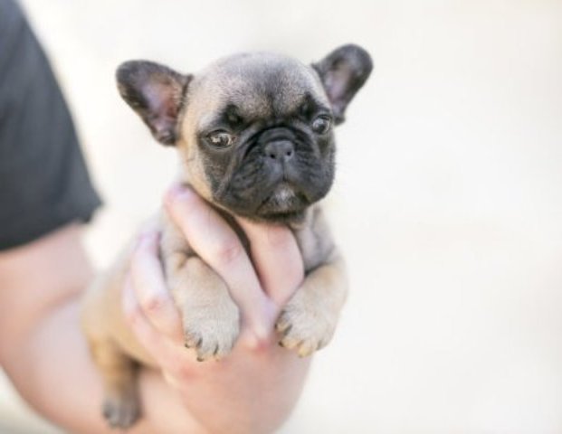 French bulldog puppy