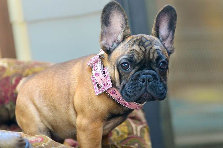 Adult french bulldog