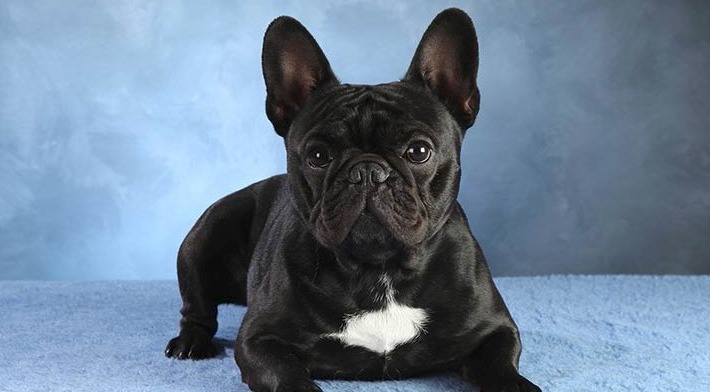 Black french bulldog