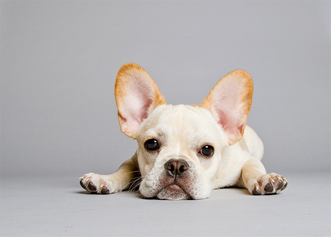 french bulldog care