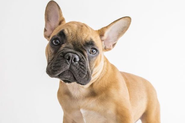 french bulldog feeding