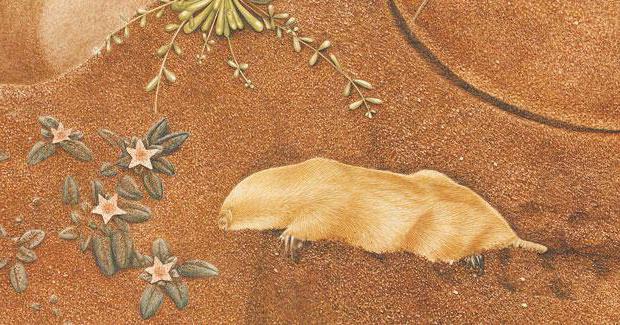 marsupial mole photo