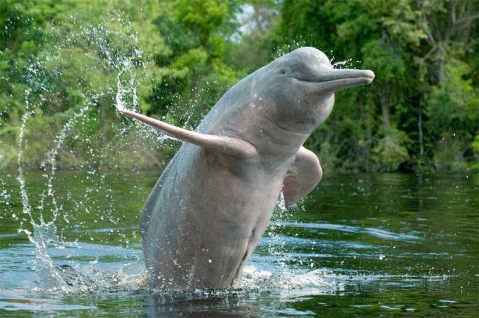 байцзи китайский речной дельфин