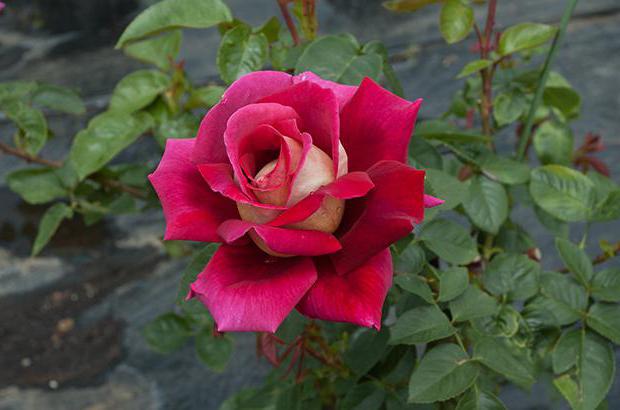 роза кроненбург описание
