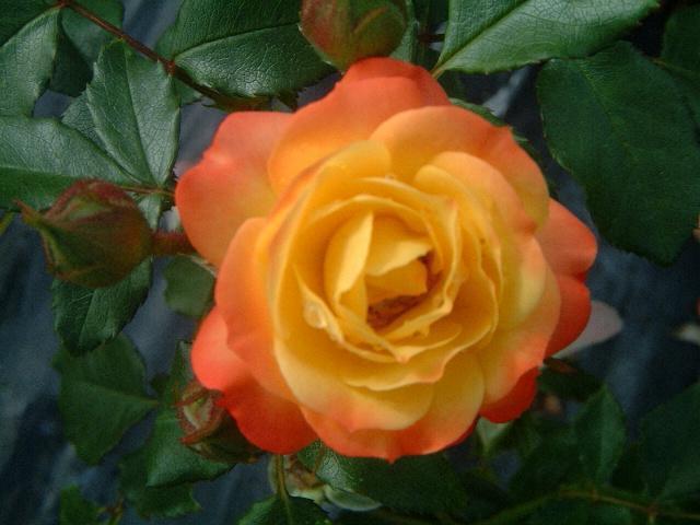 роза румба