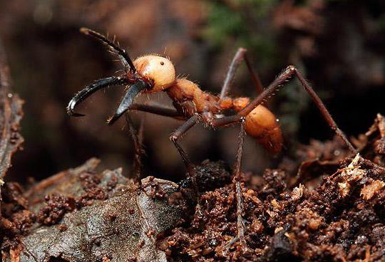 кочевой муравей