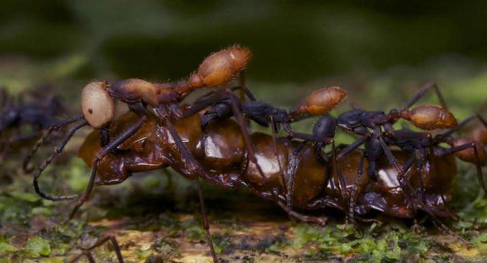 кочевые муравьи убийцы