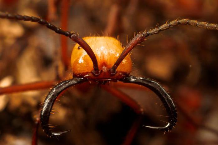 кочевые муравьи описание