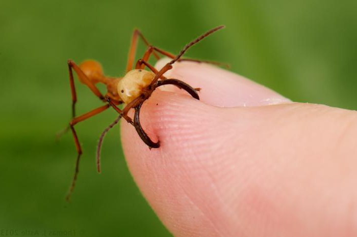 муравьи кочевые особенности