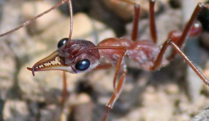 nomad ants habitat