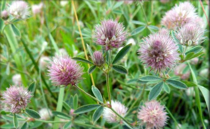 plowed clover