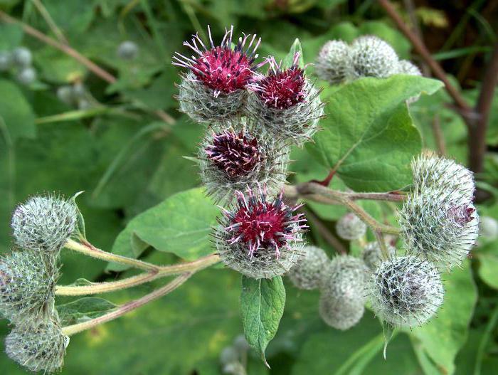 burdock arachnoid root system