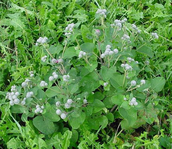 burdock cobweb which plant