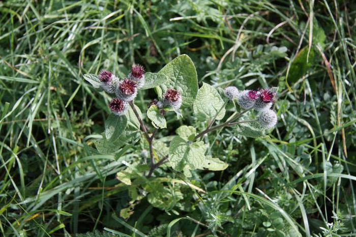 burdock cobweb plant photo