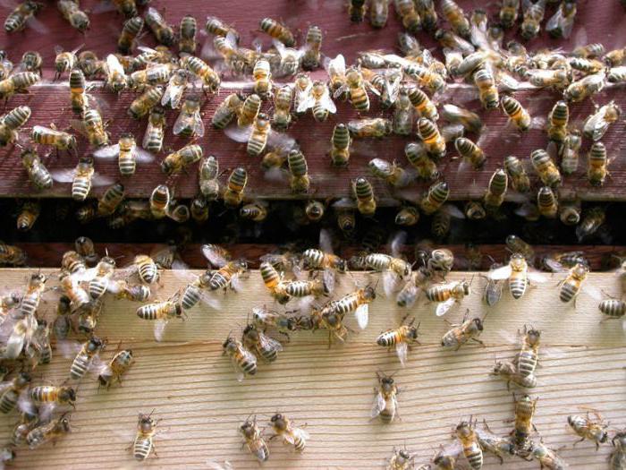 чем лечить аскосфероз пчел