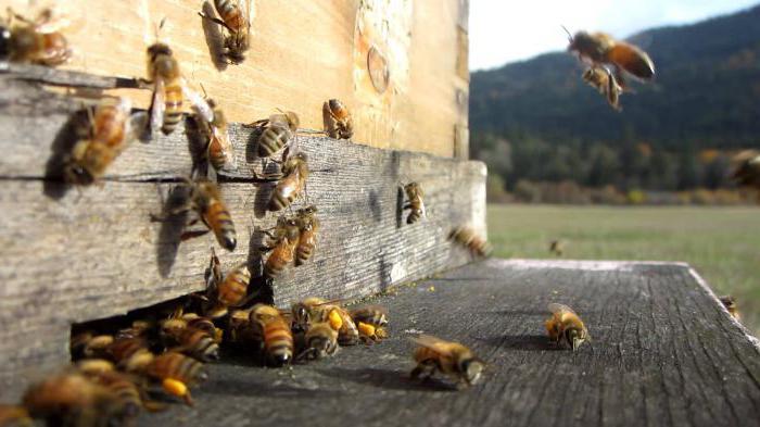 Пчеловодство в Украине
