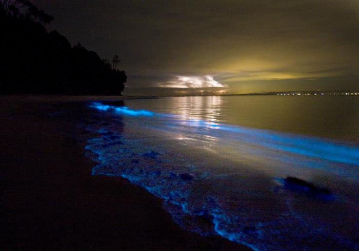 светящийся планктон в черном море