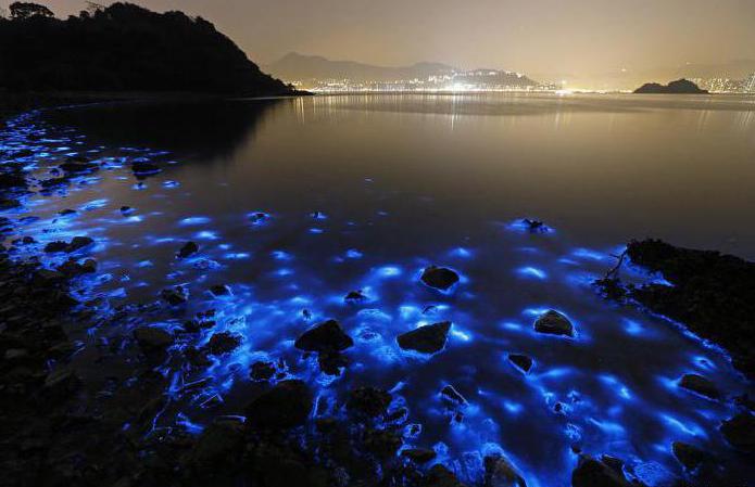 светящийся планктон на мальдивах