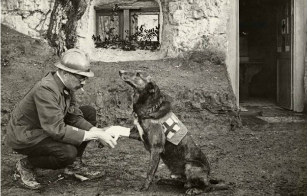 Собаки-санитары во время войны
