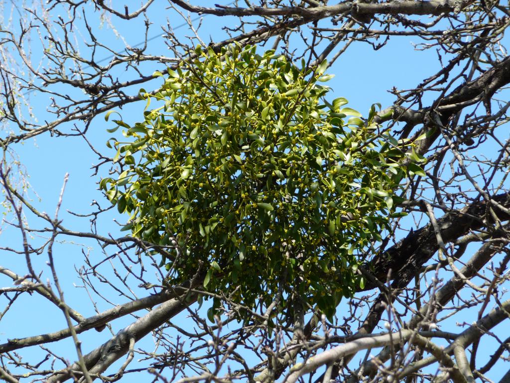омела - священное растение друидов