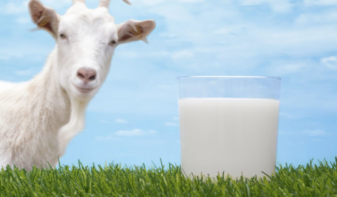 goat milk for pancreatitis