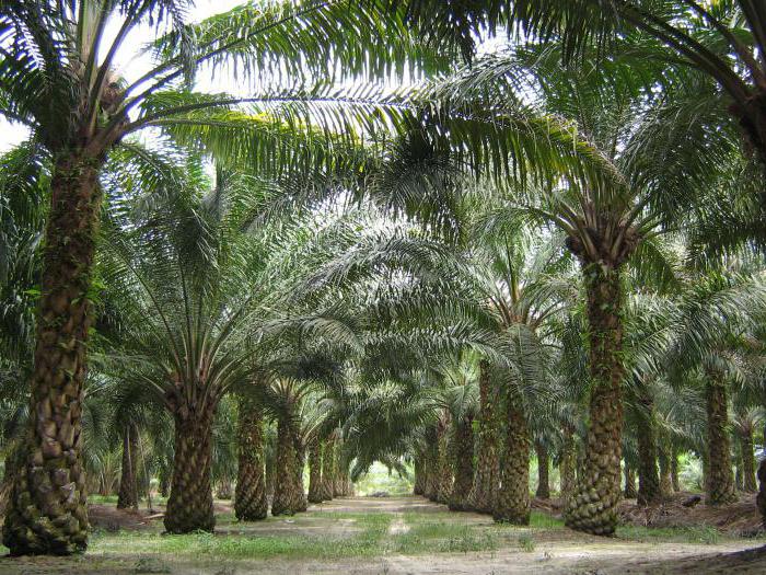 пальмовое масло температура плавления свойства