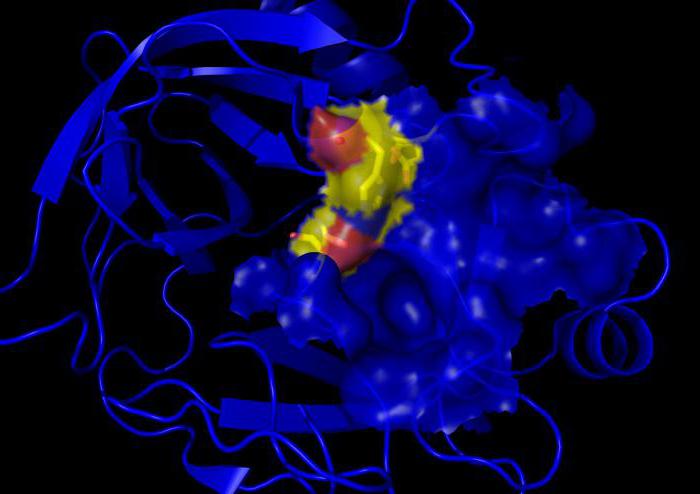 Фермент поджелудочной железы расщепляющий белки на аминокислоты это 7 букв thumbnail