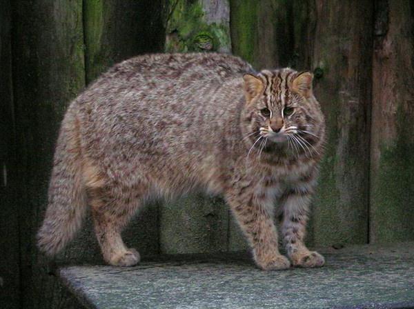 дальневосточный леопардовый кот