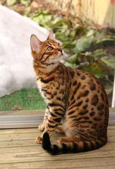 дикий леопардовый кот