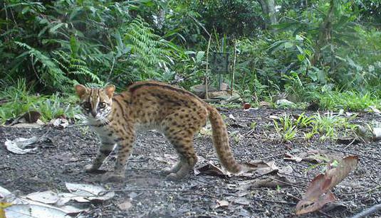 амурский леопардовый кот 