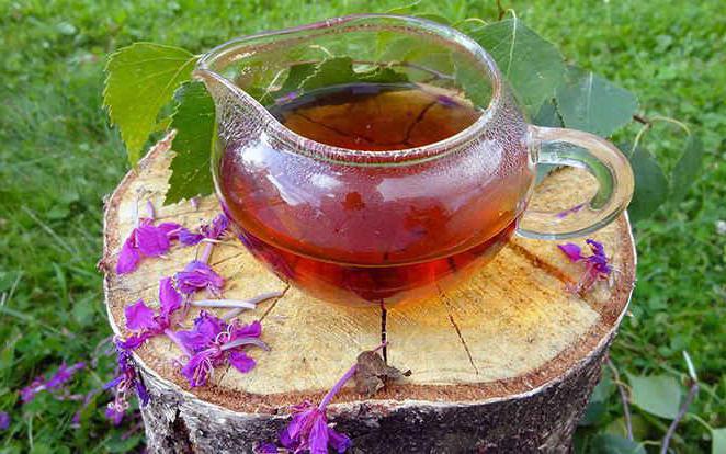 полезные свойства копорского чая
