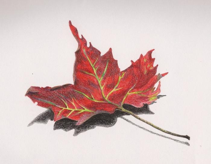 How to draw a maple leaf