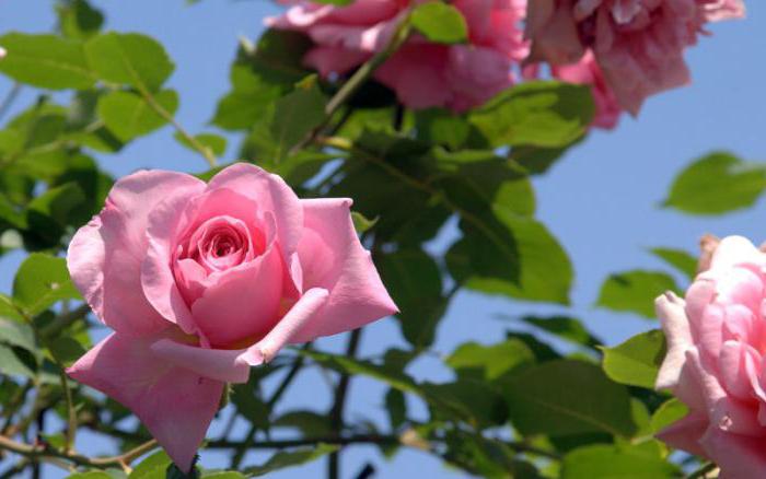 how to distinguish a rose from a rosehip by leaves