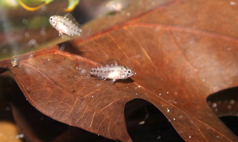 aquarium fish food